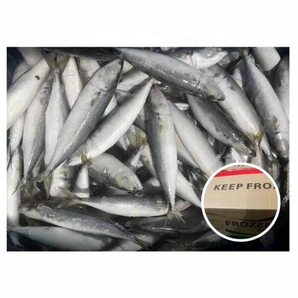 IQF Mackerel Landfrozen Pacific Mackerel for IQF Mackerel Landfrozen Pacific Mackerel for