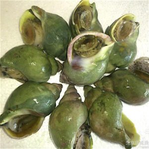 Jade Whelk