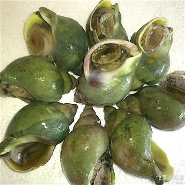 Jade Whelk Jade Whelk