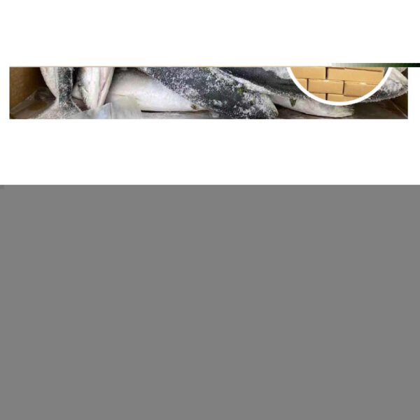 Japan Origin Amberjack Tuna Hamachi 500