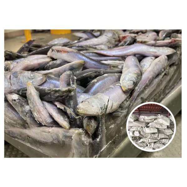 Japan Origin Freshly Caught Nudeing Packing