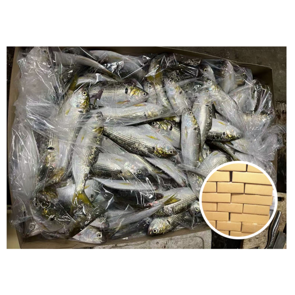 Japan Origin Gizzard Shad Fish 80 Japan Origin Gizzard Shad Fish 80