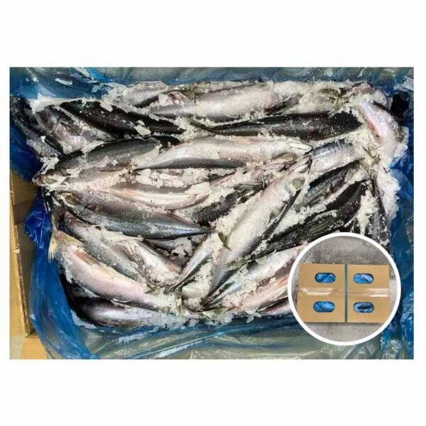 Japan Origin Mackerel Scomber Australasicus 150