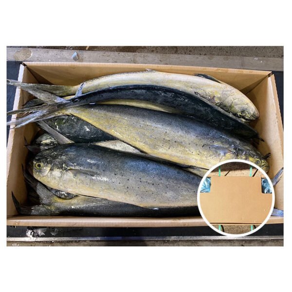 Japan Origin Mahi Fish 1 2kg Japan Origin Mahi Fish 1 2kg