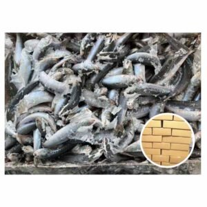 Japan Origin Sardine Sardinops Melanostictus 50