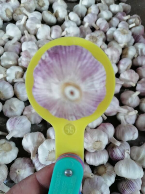 Jin Xiang White Garlic Ajo Normal