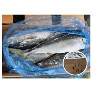Korea Origin Amberjack Tuna Hamachi 5kg