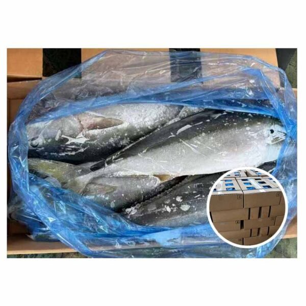 Korea Origin Amberjack Tuna Hamachi 5kg