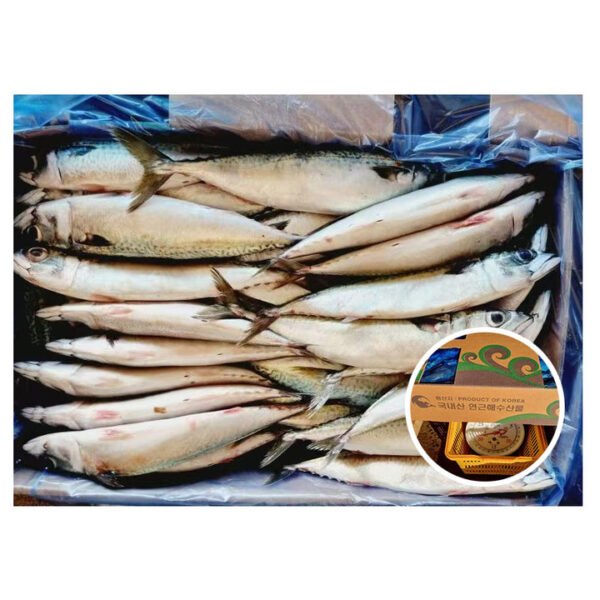 Korea Origin Available Size Scomber Japonicus