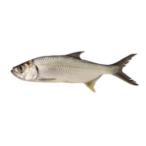 Lady Fish Hassom Silver Whiting Whole Cleaned 500g Qualityfo — premium quality