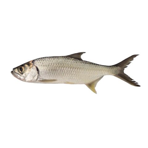 Lady Fish Hassom Silver Whiting Whole Cleaned 500g Qualityfo Lady Fish Hassom Silver Whiting Whole Cleaned 500g Qualityfo — premium quality