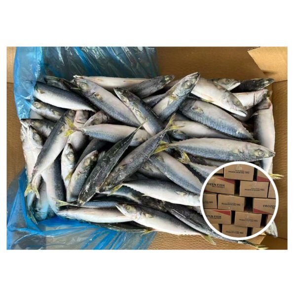 Landfrozen High Quality Available Scomber Japonicus