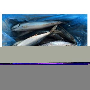 Landfrozen Pacific Mackerel Taiwan Origin Mackerel