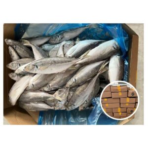 Landfrozen Trachurus Japonicus Available Size 20cm