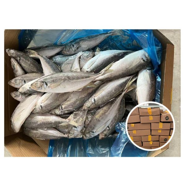 Landfrozen Trachurus Japonicus Available Size 20cm