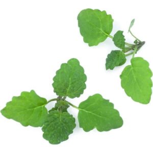 Lemon Balm — premium quality