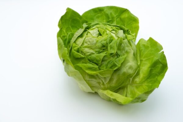 Lettuce Lettuce — premium quality