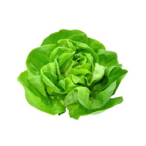 Lettuce Boston Netherlands 1 Piece — premium quality