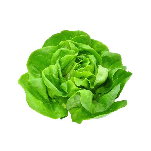 Lettuce Boston Netherlands 1 Piece Lettuce Boston Netherlands 1 Piece — premium quality