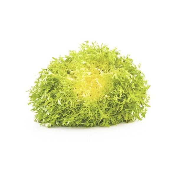 Lettuce Frisee Yellow Holland Lettuce Frisee Yellow Holland — premium quality