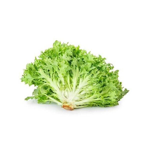 Lettuce Frisse Green Holland Lettuce Frisse Green Holland — premium quality