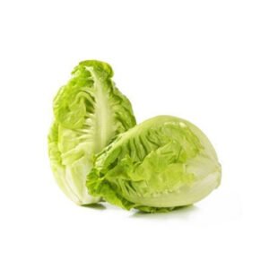 Lettuce Gem Holland — premium quality
