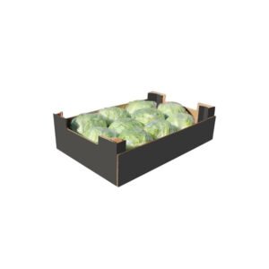 Lettuce Iceberg Box — premium quality