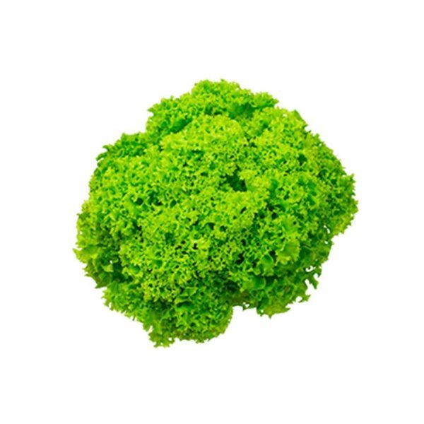 Lettuce Lollo Bionda Lettuce Lollo Bionda — premium quality