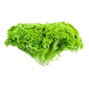 Lettuce Lollo Bionda — premium quality