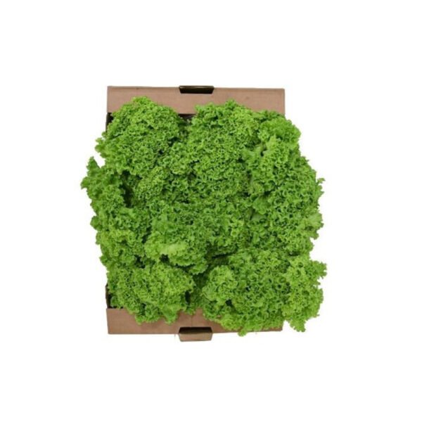 Lettuce Lollo Bionda Box Lettuce Lollo Bionda Box — premium quality