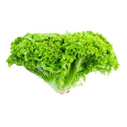 Lettuce Lollo Bionda Lettuce Lollo Bionda — premium quality