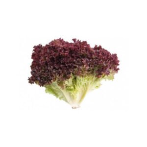 Lettuce Lollo Rosso — premium quality