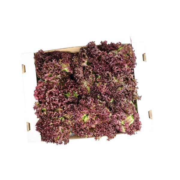 Lettuce Lollo Rosso Box Lettuce Lollo Rosso Box — premium quality