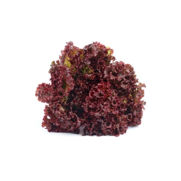 Lettuce Lollo Rosso Netherlands 1 Piece Lettuce Lollo Rosso Netherlands 1 Piece — premium quality