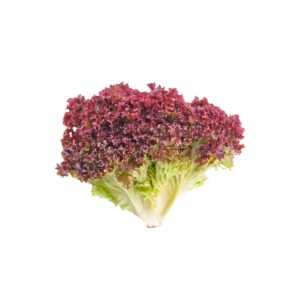Lettuce Lollo Rosso UAE 125g Pack — premium quality