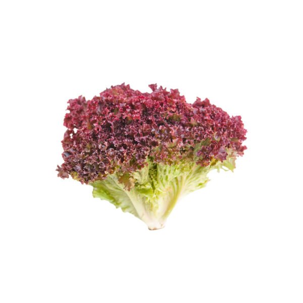 Lettuce Lollo Rosso UAE 125g Pack Lettuce Lollo Rosso UAE 125g Pack — premium quality