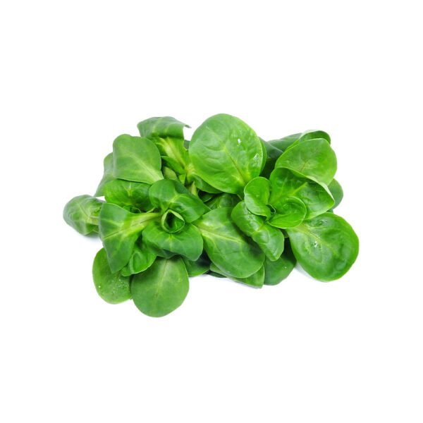 Lettuce Mache Italy 100g Pack Lettuce Mache Italy 100g Pack — premium quality