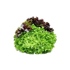Lettuce Mixed Salad Leaves — premium quality
