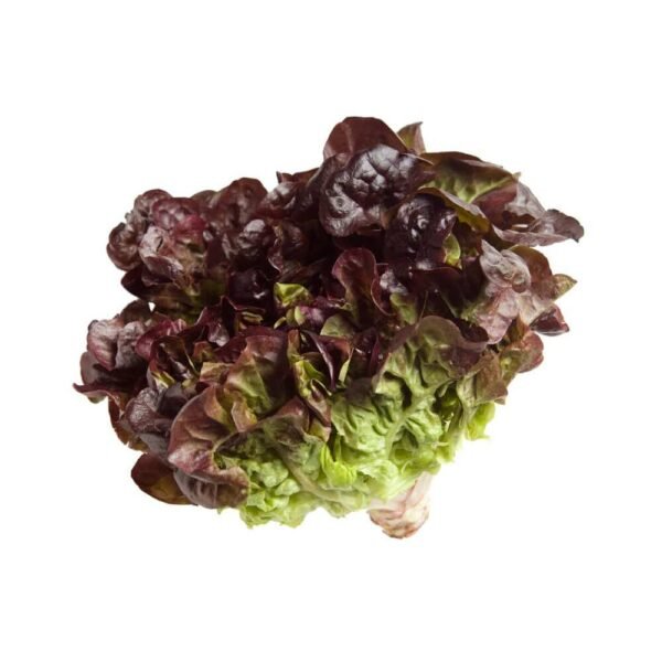 Lettuce Oak Leaves Holland Lettuce Oak Leaves Holland — premium quality