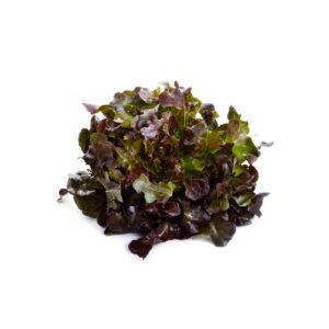 Lettuce Oakleaf Red Netherlands 1 Piece — premium quality