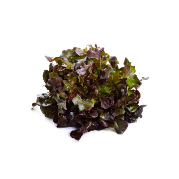 Lettuce Oakleaf Red Netherlands 1 Piece Lettuce Oakleaf Red Netherlands 1 Piece — premium quality
