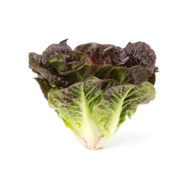 Lettuce Oakleaf UAE 125g Pack Lettuce Oakleaf UAE 125g Pack — premium quality