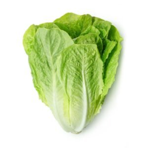 Lettuce Romaine — premium quality