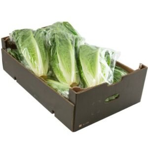 Lettuce Romaine — premium quality