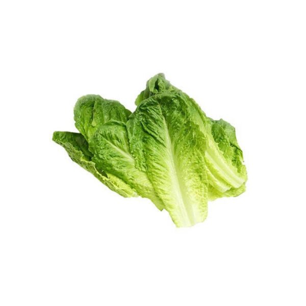 Lettuce Romaine Gcc Sanitized Lettuce Romaine Gcc Sanitized — premium quality
