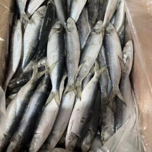 Light Catching Sardine Fish for Bait