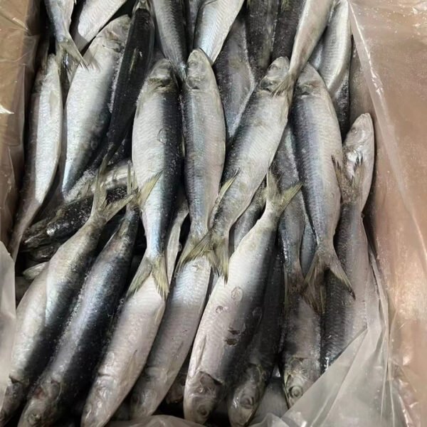 Light Catching Sardine Fish for Bait