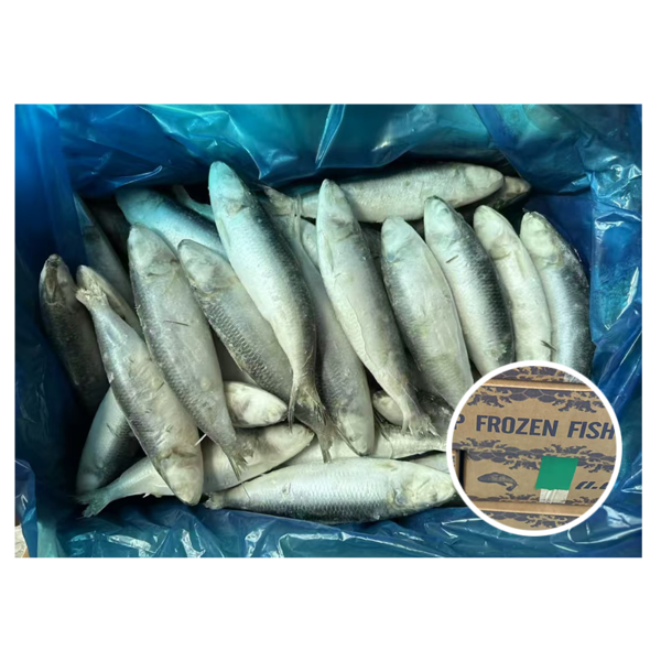 Light Catching Sardine Fish Wholesale Price