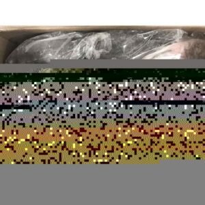 Live Catfish 500 1000g IQF Wholesale