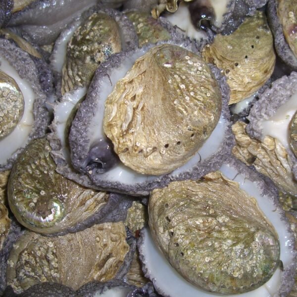 Live Farmed Abalone